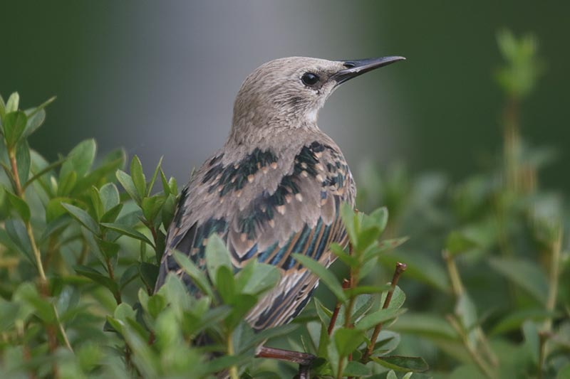 Mystery bird to be identified