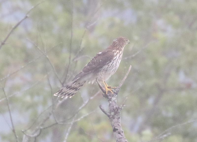 Mystery bird to be identified