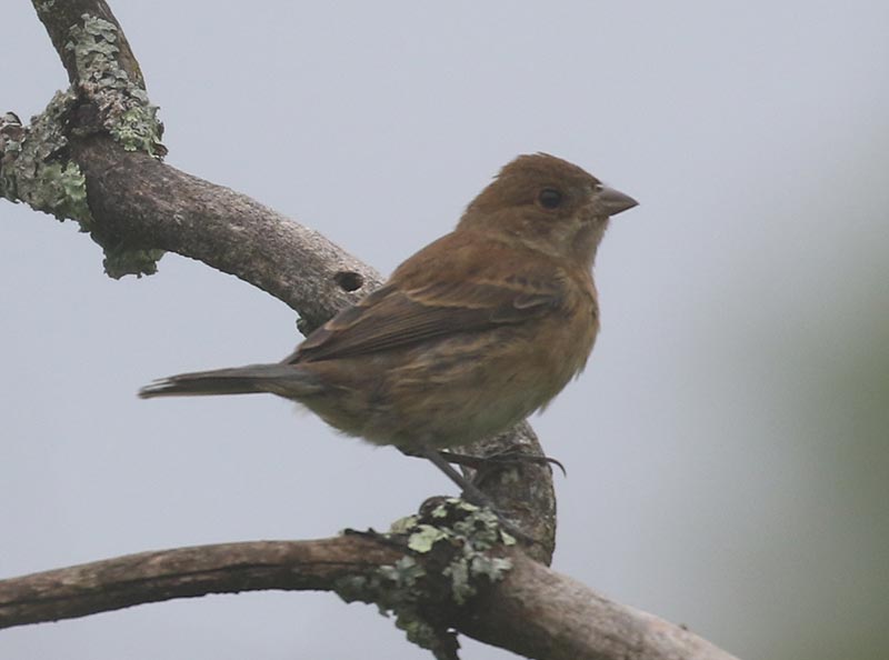 Mystery bird to be identified