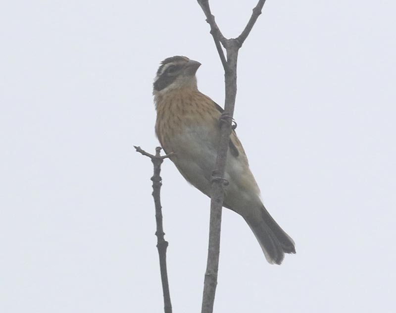 Mystery bird to be identified