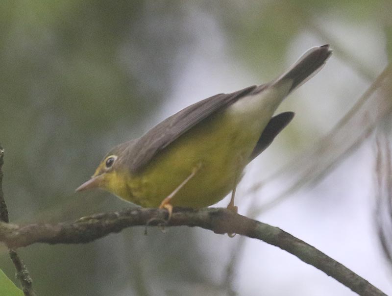 Mystery bird to be identified