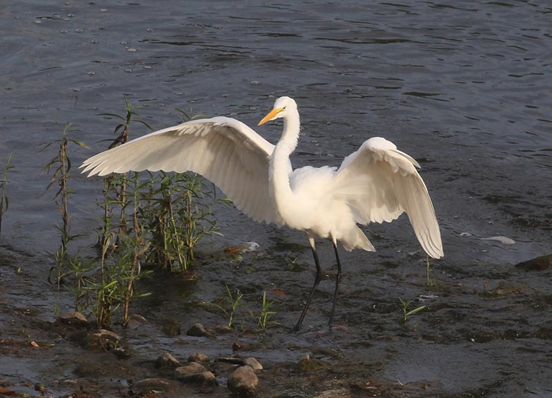 Mystery bird to be identified