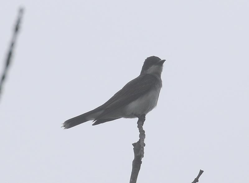 Mystery bird to be identified