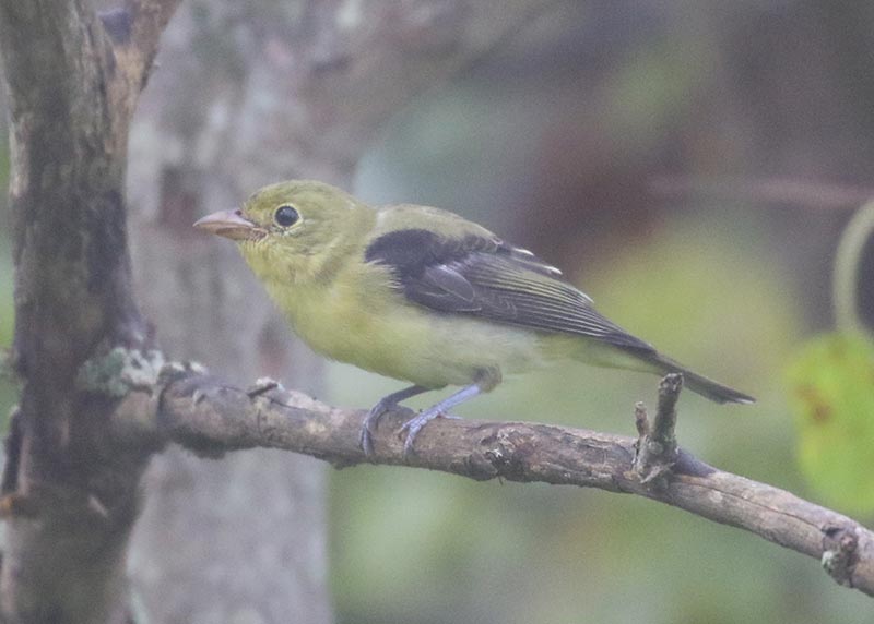 Mystery bird to be identified