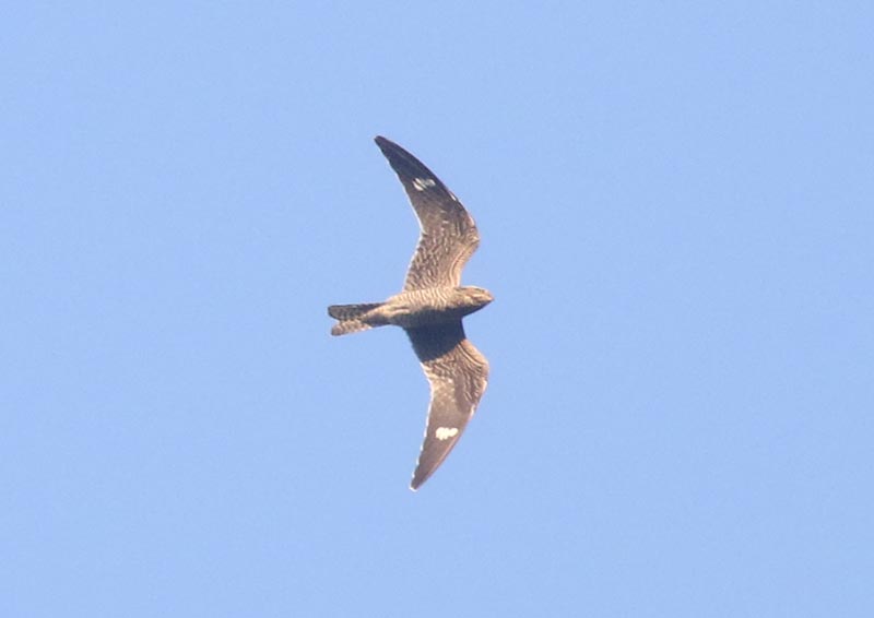 Mystery bird to be identified