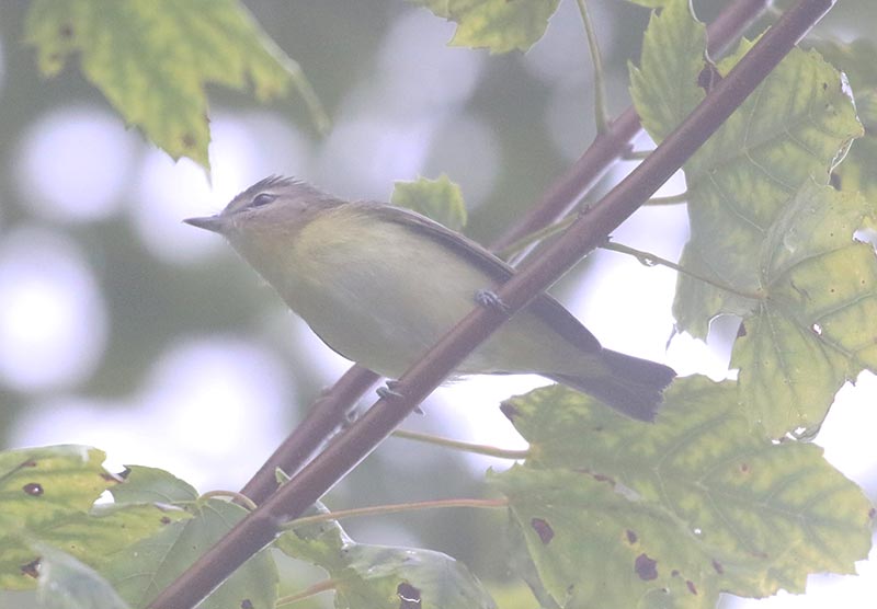 Mystery bird to be identified