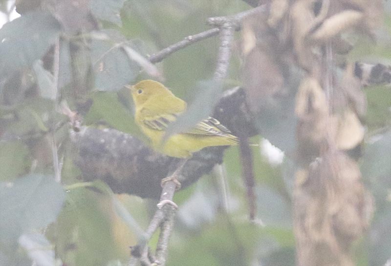 Mystery bird to be identified