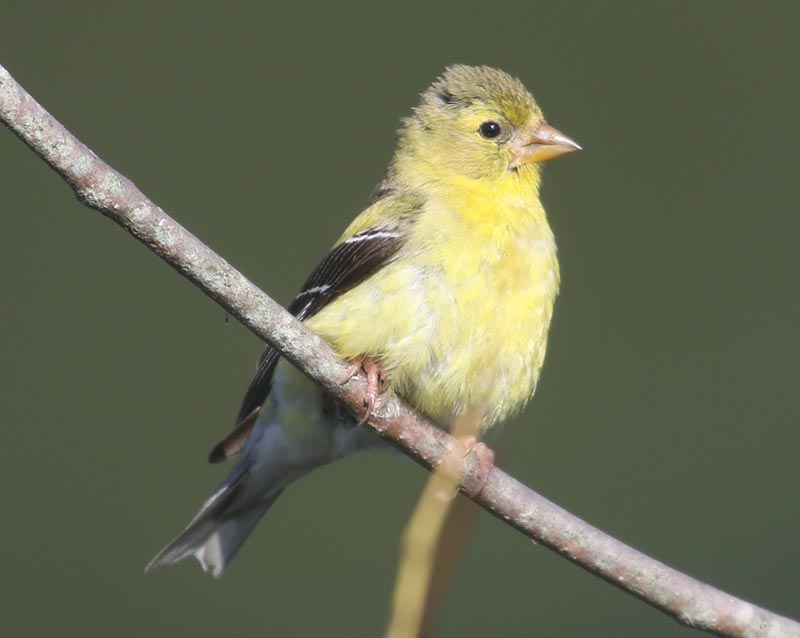Mystery bird to be identified