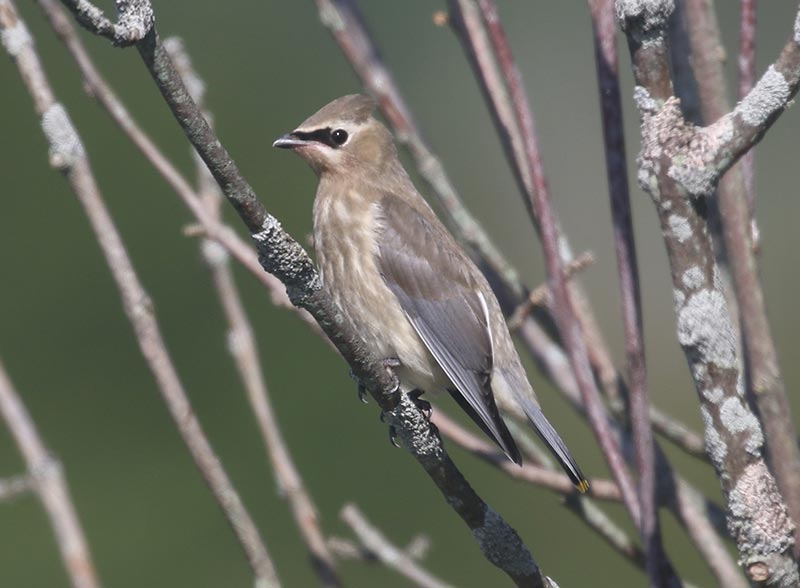 Mystery bird to be identified