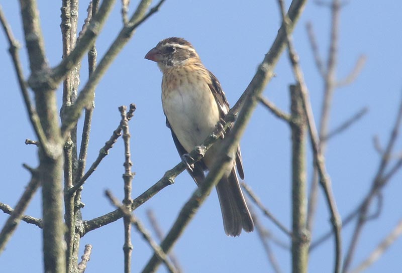 Mystery bird to be identified