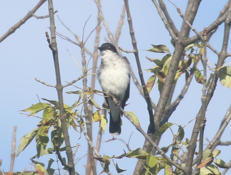 Mystery bird to be identified