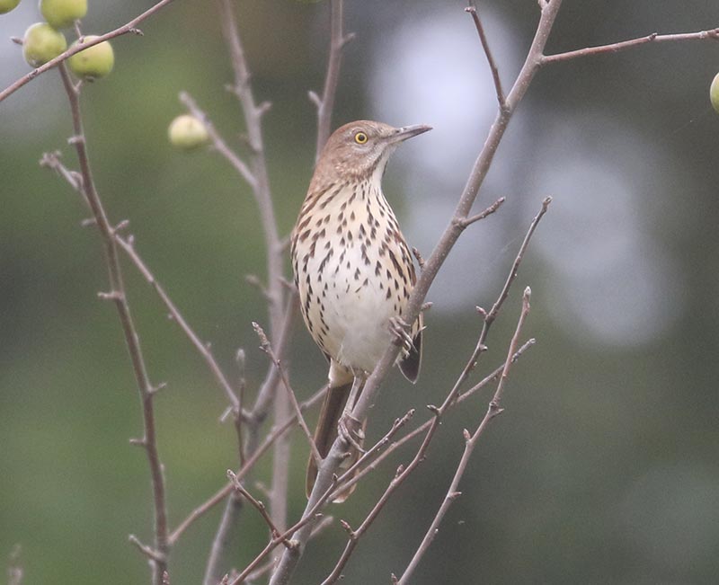 Mystery bird to be identified
