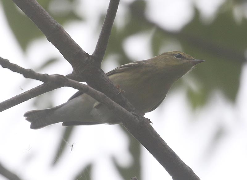 Mystery bird to be identified