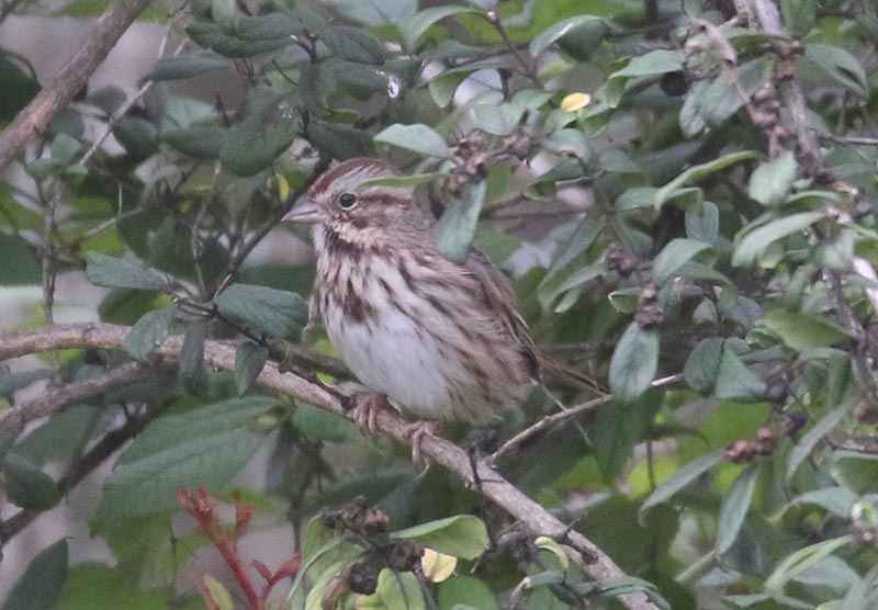 Mystery bird to be identified