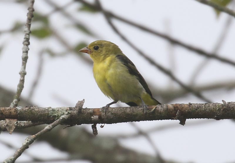 Mystery bird to be identified