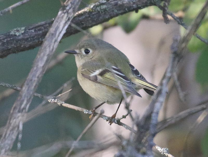 Mystery bird to be identified