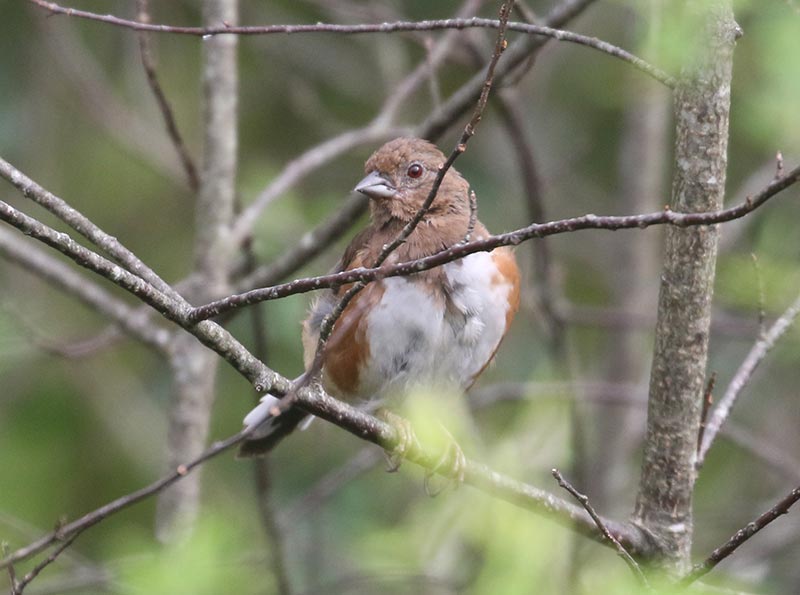 Mystery bird to be identified