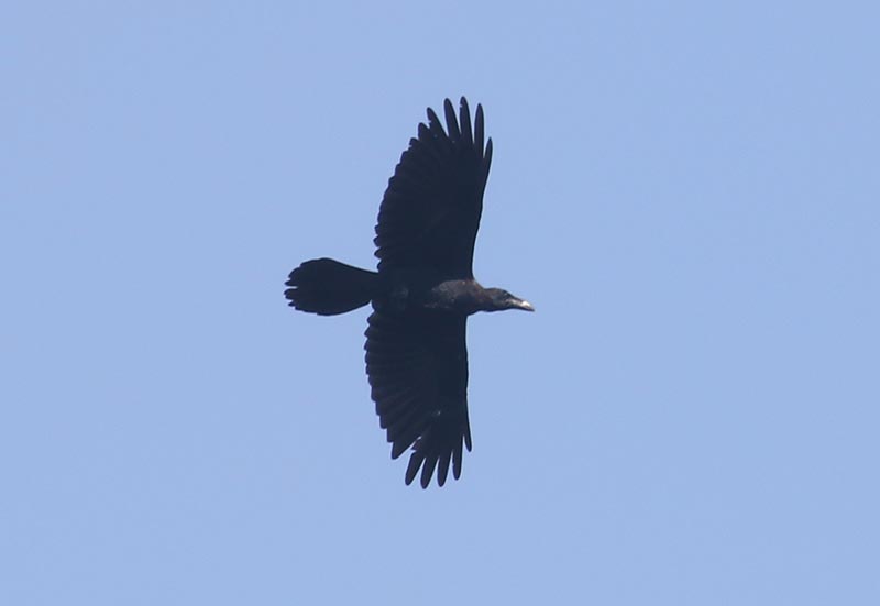 Mystery bird to be identified