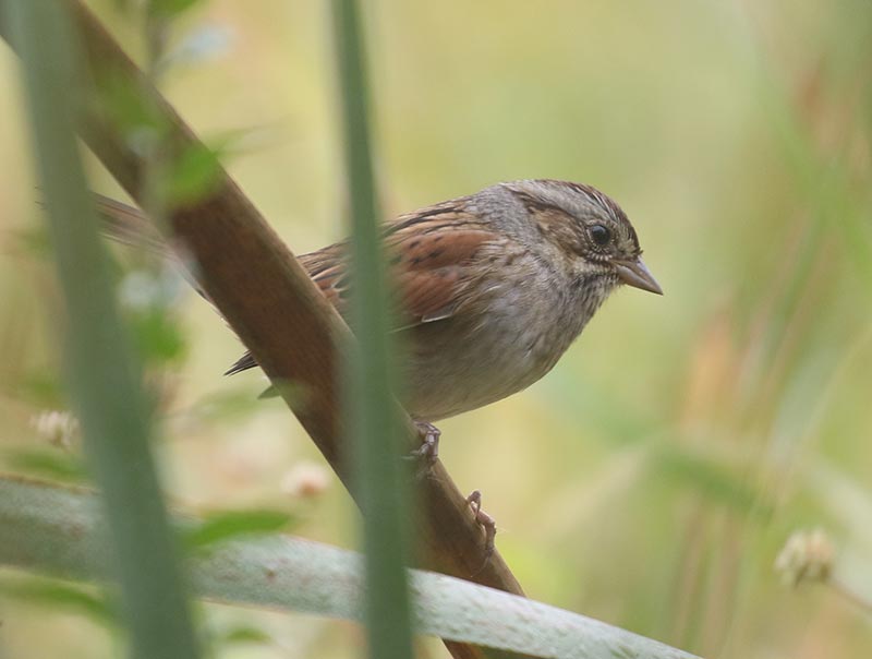 Mystery bird to be identified