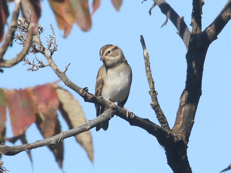 Mystery bird to be identified