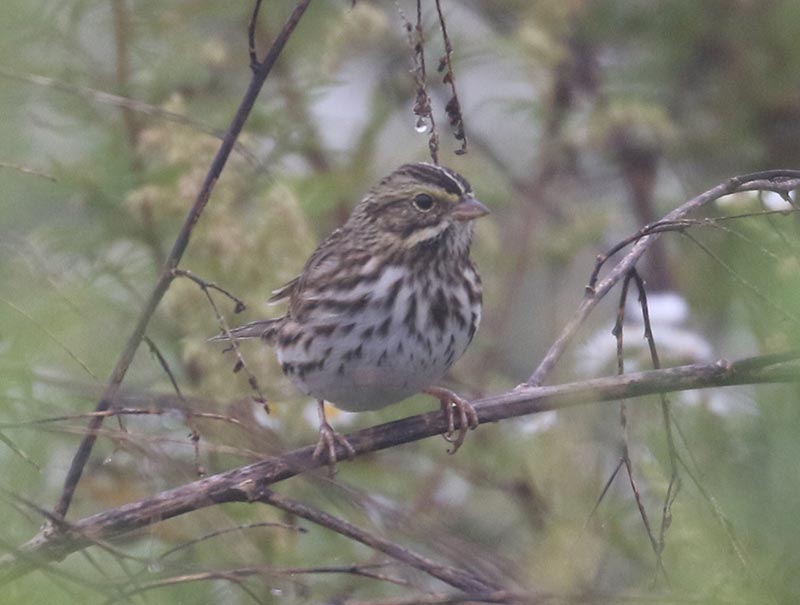Mystery bird to be identified
