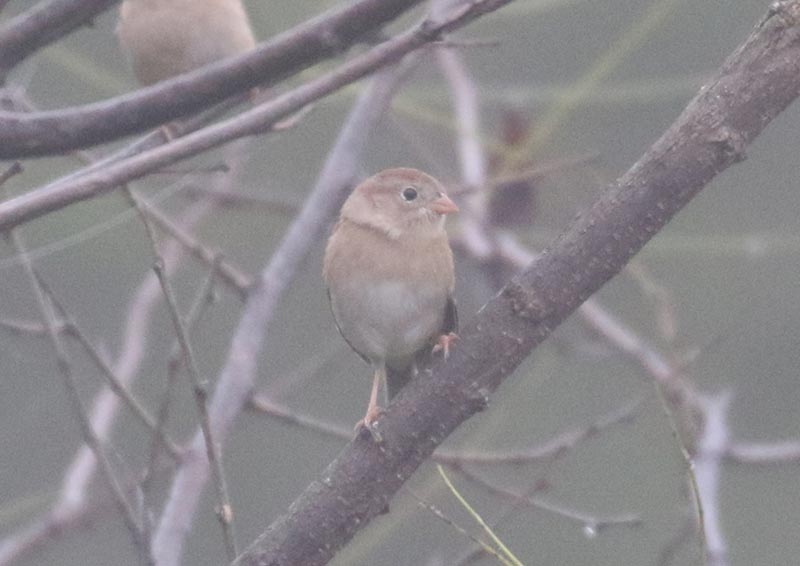 Mystery bird to be identified