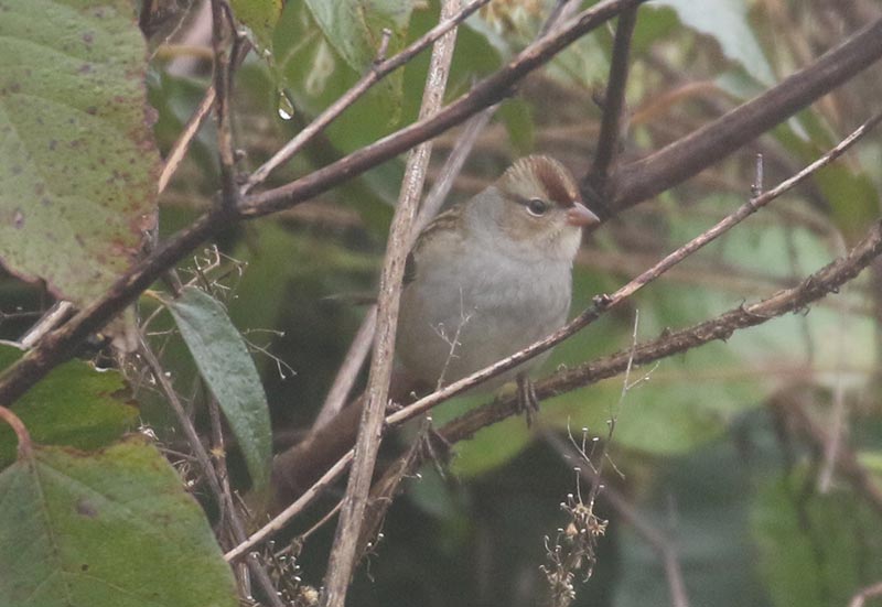 Mystery bird to be identified