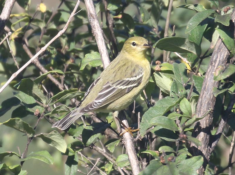 Mystery bird to be identified