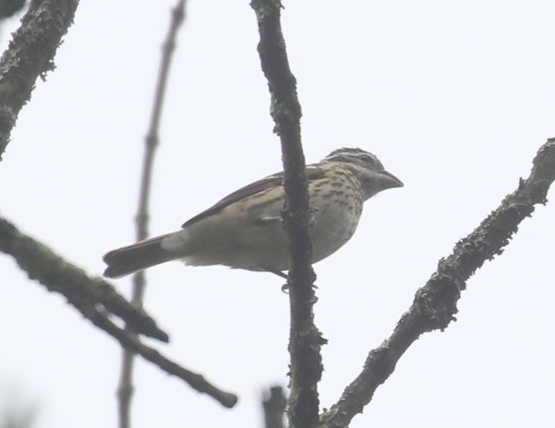 Mystery bird to be identified