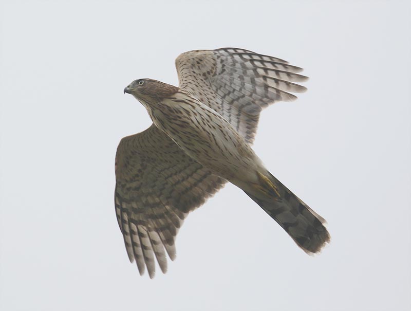 Mystery bird to be identified