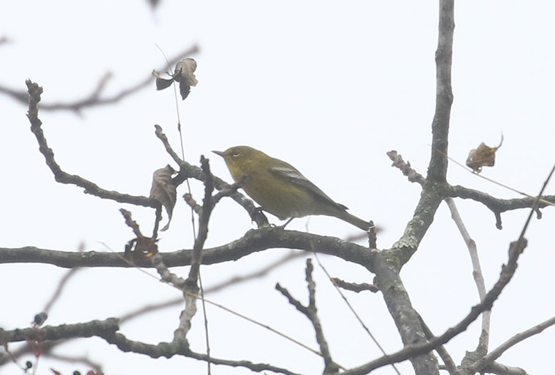 Mystery bird to be identified