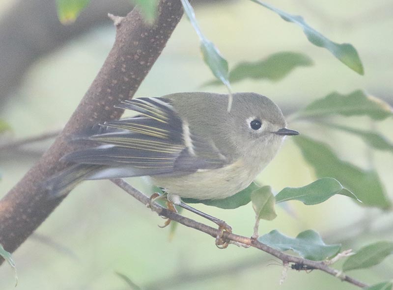 Mystery bird to be identified