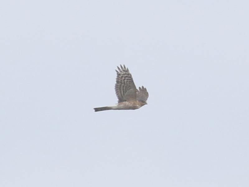 Mystery bird to be identified