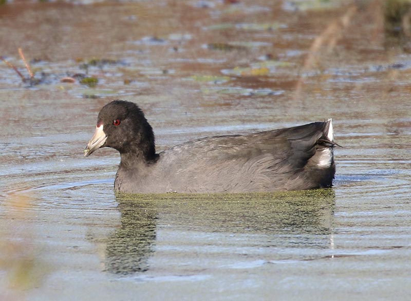 Mystery bird to be identified