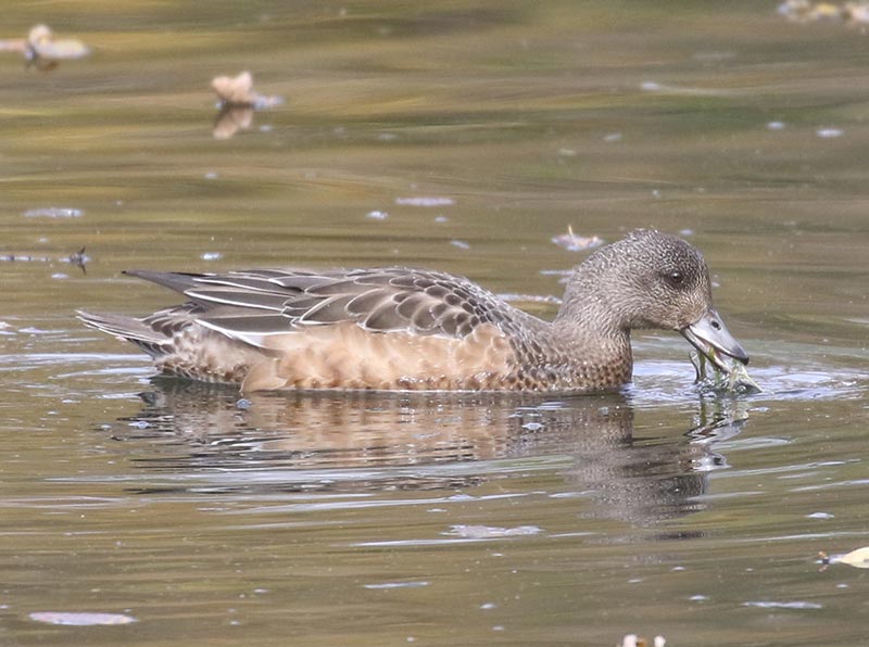 Mystery bird to be identified