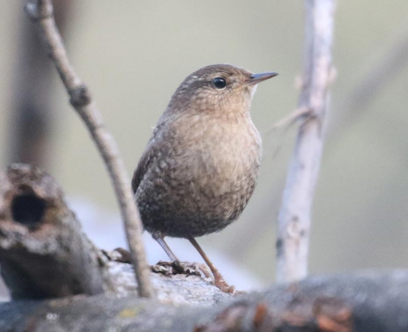 Mystery bird to be identified