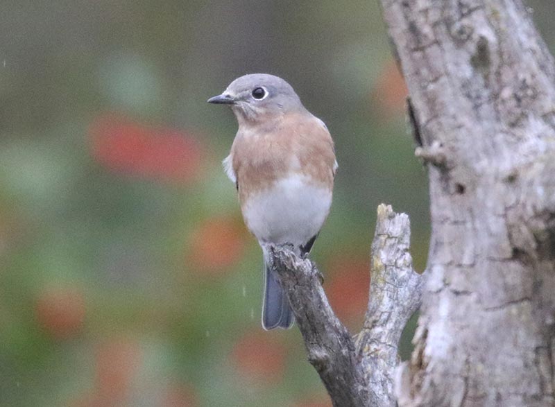 Mystery bird to be identified