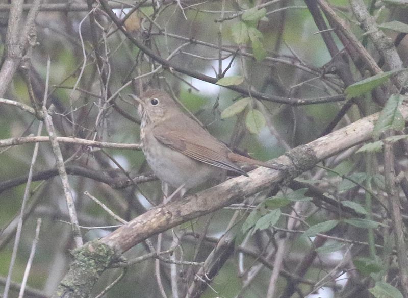 Mystery bird to be identified
