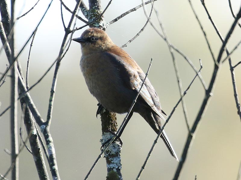 Mystery bird to be identified