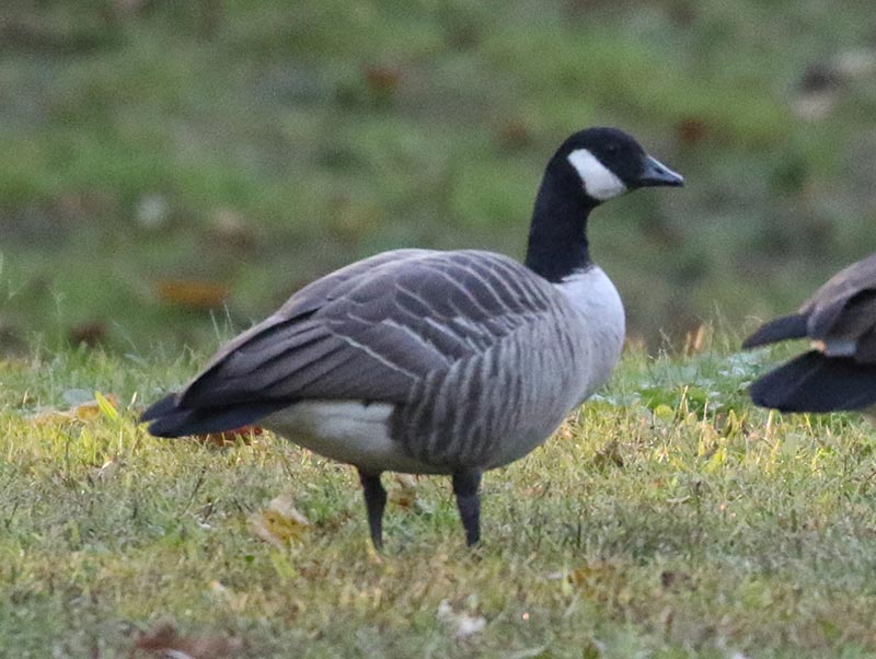 Mystery bird to be identified