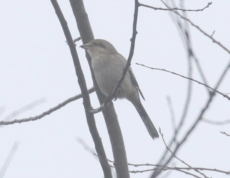 Mystery bird to be identified