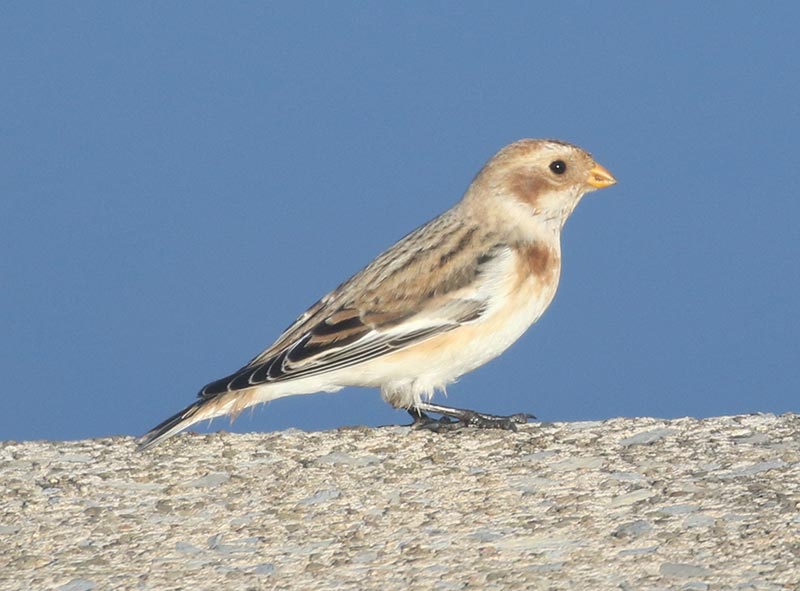 Mystery bird to be identified