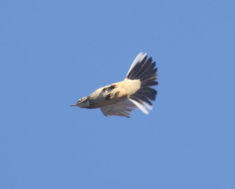 Mystery bird to be identified