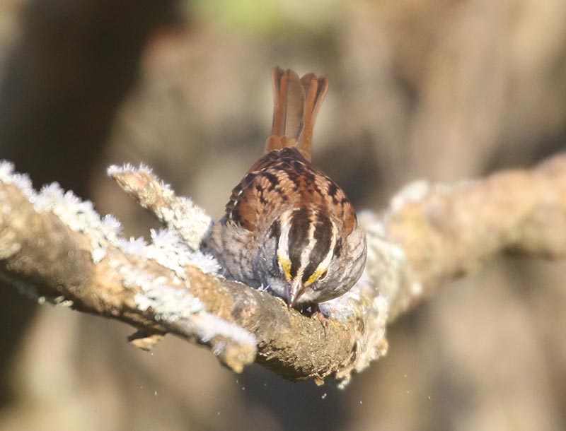 Mystery bird to be identified