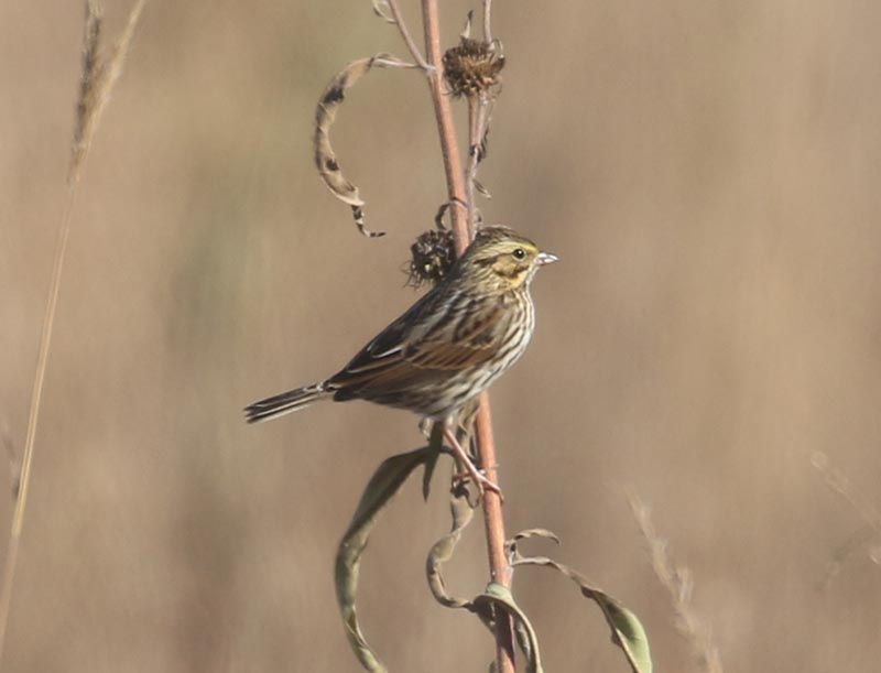 Mystery bird to be identified