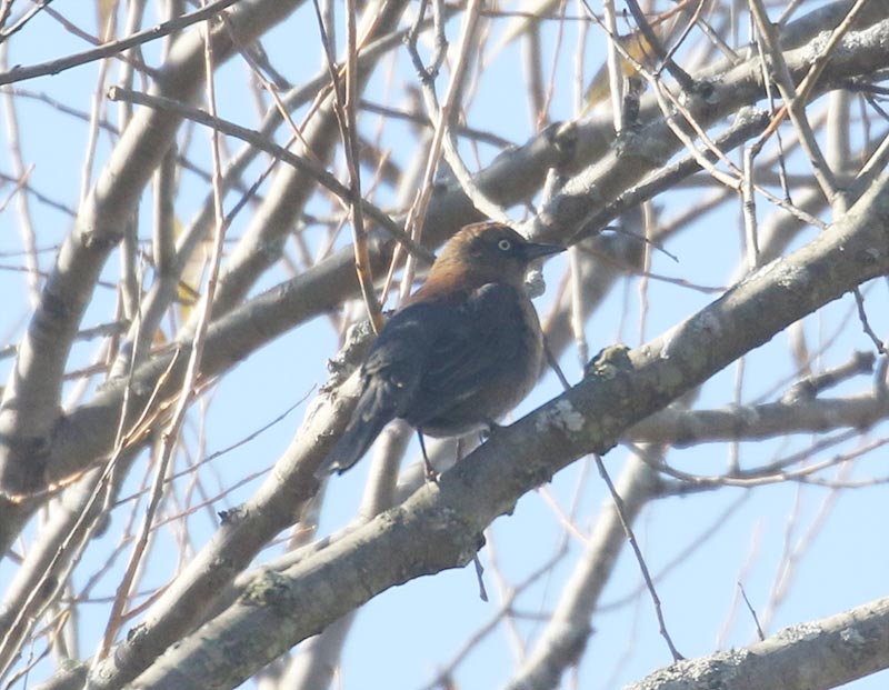Mystery bird to be identified