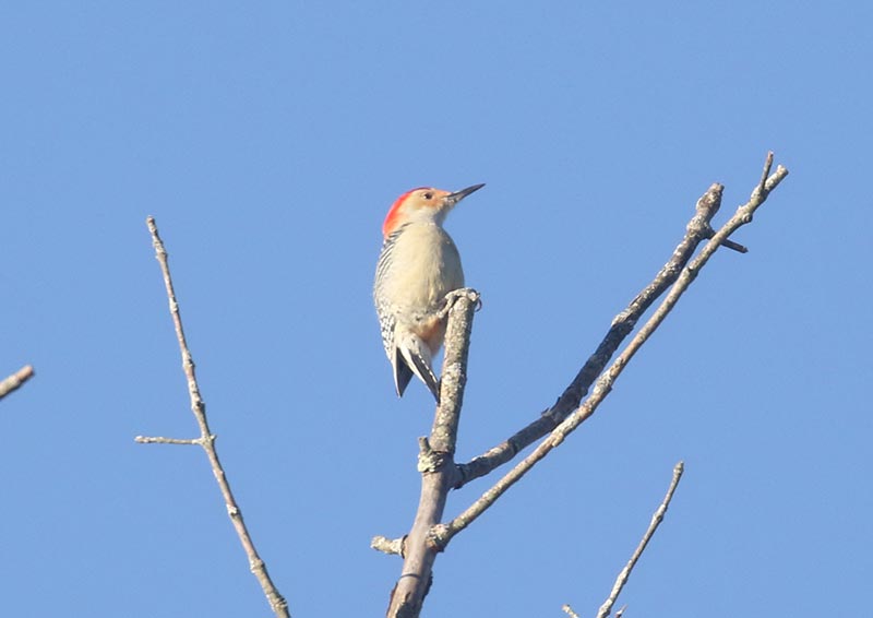 Red-bellied Woodpecker