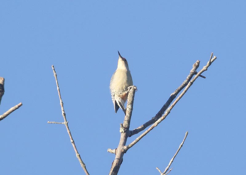 Mystery bird to be identified