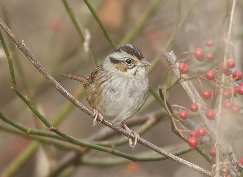 Mystery bird to be identified