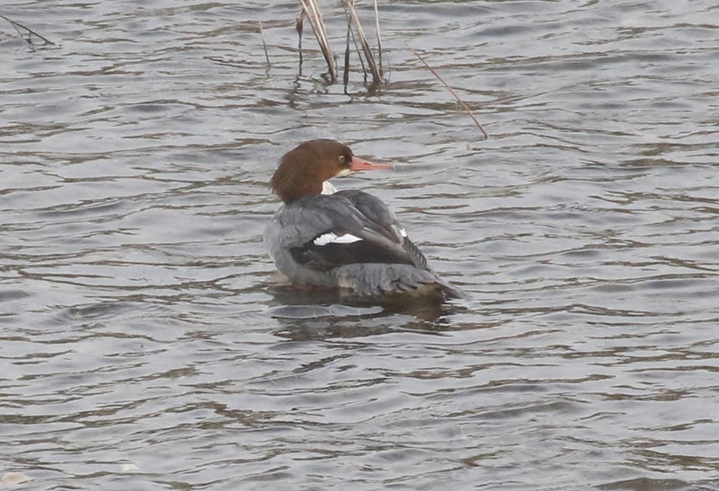 Mystery bird to be identified